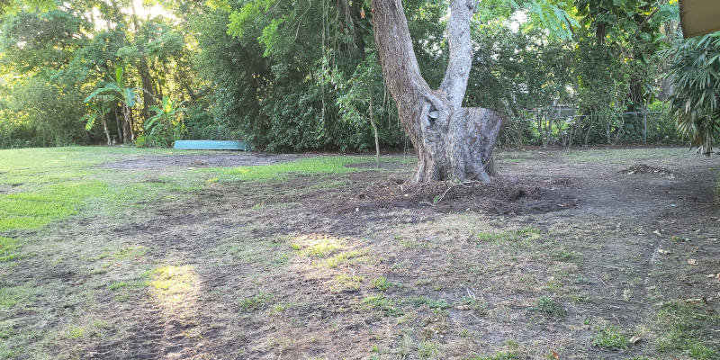 Land Clearing in Ocoee, Florida