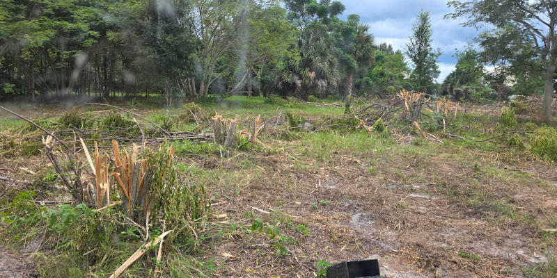 Forestry Mulching in Ocoee, Florida