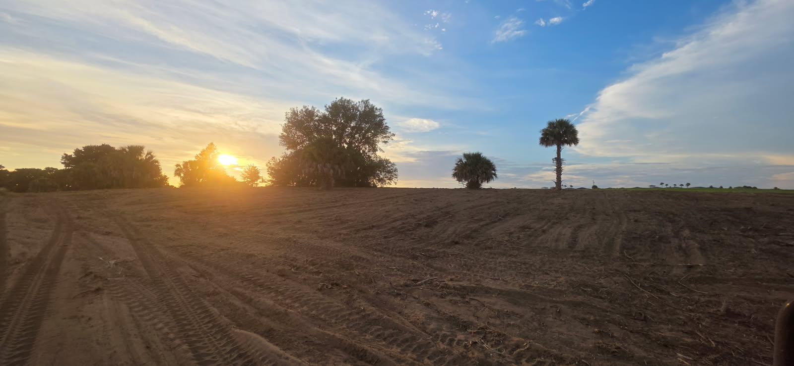 Sunset over a bare, furrowed field with a few trees and palm trees on the horizon.